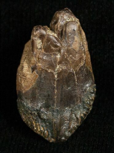 Inch Triceratops Tooth - Very Little Wear #5708